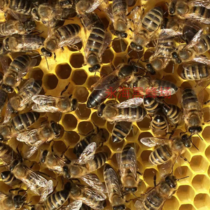 东北饶河黑蜂王原种高纯度种蜂王蜜型王人工培育自然交尾活体包邮