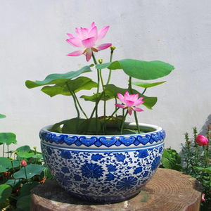 大型食用荷花盆栽水桶水缸种植莲藕家庭室内外小型荷花水池水养莲