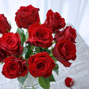 惠惠的花园 罗德斯 切花月季多季开阳台庭院耐寒花期长盆栽花苗