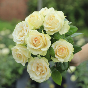 惠惠的花园灌木月季琉璃翠复色大花高杯型阳台庭院盆栽花卉植物