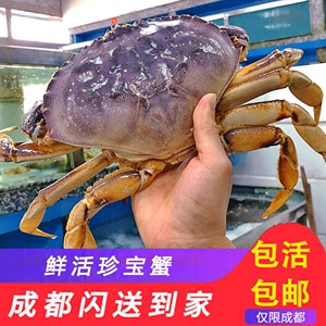 成都闪送 鲜活珍宝蟹2斤超大特大面包蟹肉蟹帝王蟹大闸蟹体梭子蟹