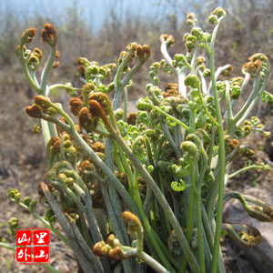 新鲜蕨菜温州特产野生蕨菜500g焯水冰袋保鲜邮寄泰顺特产山蕨菜