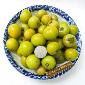 潮汕野生油甘果