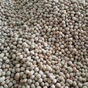 木豆种子观音豆 鸽豆 柳豆 豆蓉 树豆 树黄豆种子 新采种子