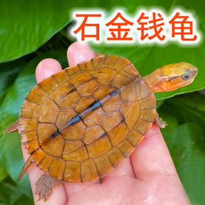 安徽小青龟