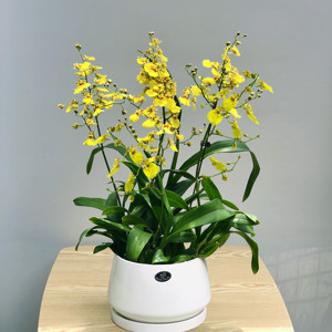 文心兰跳舞兰香水兰梦香开花甜香巧克力奶油香味室内桌面花卉盆栽