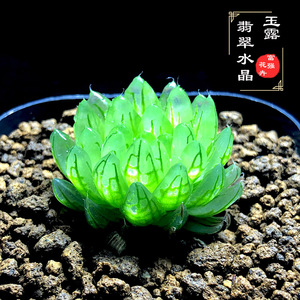 富强花卉翡翠水晶玉露多肉植物晶莹剔透窗美透亮十二卷一物一拍