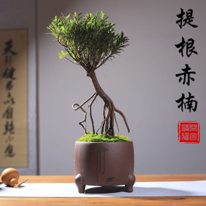 提根赤楠老桩盆景办公室书房室内庭院造型小盆栽四季常青好养绿植