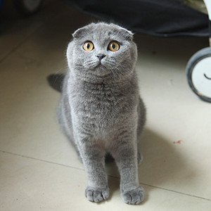 【折耳猫灰色】折耳猫灰色品牌,价格 - 阿里巴巴