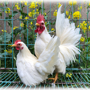 佳羽观赏鸡 宠物鸡 网红鸡长不大帝王白矮脚鸡种鸡活体快递到家