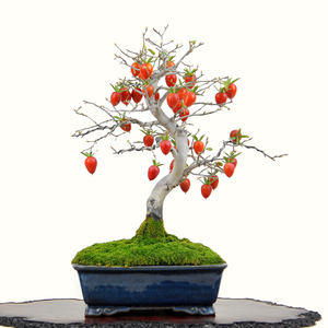 日本小品老桩老鸦柿微型盆景 精品都红老鸦柿小品盆景