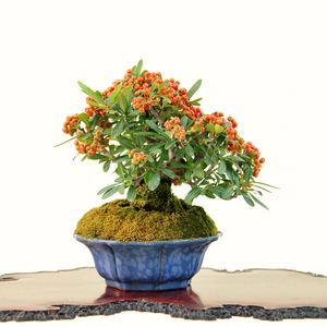 日本小品红果火棘微型盆景 日本进口老桩窄叶火棘盆景花果类盆景