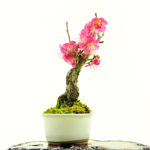 实拍 日本小品老桩甲州野梅(红千鸟)进口野梅微型掌上盆景