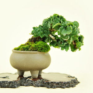 实拍 日本龙神爬山虎微型盆景 爬山虎微型盆景进口小品竜神蔦盆景