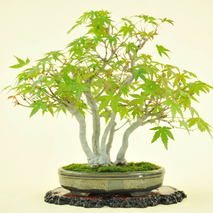 实拍 日本小品一本多杆丛林山红叶枫树微型盆景 进口老桩红枫盆景