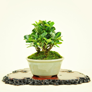 实拍 日本小品达摩栀子花微型盆景 一本多杆栀子花盆景本进口栀子