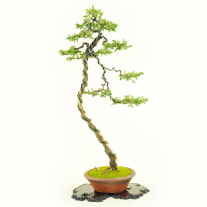实拍精品文人式地柏微型盆景 刺柏小品盆景 文人造型盆景珍珠柏