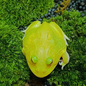 蛋黄角蛙宠物观赏皮卡丘草莓宇治霸王小丑姥爷树蛙牛奶绿钟蝴蝶