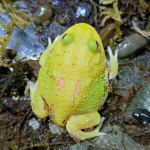 超级皮卡丘角蛙活体宠物姥爷树蛙苔藓牛奶蛙霸王角蛙小丑蛙黄金绿