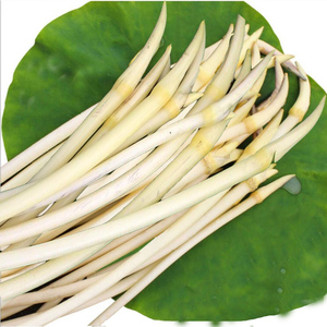 洪湖藕带新鲜湖北特产鲜藕尖现挖莲藕尖藕肠子藕苫蔬菜鲜藕带新鲜