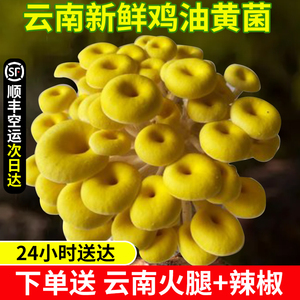 新鲜鸡油黄菌榆黄菇食用菌黄丝菌鸡油菌火锅食材1000g