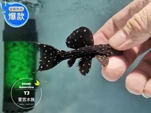 天津壹宫水族l097 满天星坦异型鱼 进口南美观赏鱼底栖鱼龙鱼配鱼