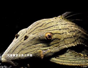 天津壹宫水族l418秘鲁绿皮皇冠豹 精品南美观赏鱼底栖鱼龙鱼配鱼