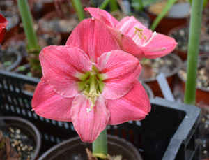 现货 南非进口朱顶红种球 棉花糖 candyfloss 阳台庭院 多年生