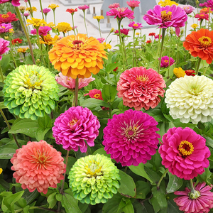 花籽室内花四季