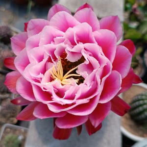 《仙女》毛花柱仙人球重瓣大花仙气经典品种球体圆润包对版多肉植