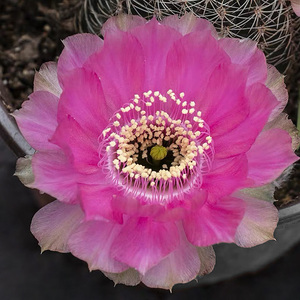粉红女郎 丽花球属开花仙人球 多肉植物组合盆栽丽花