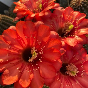 《迷惑》彩草仙人球红花绿蕊勤花爱群开莲花型花瓣包对版多肉植物