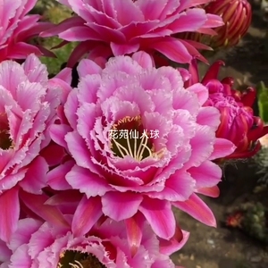 新品七仙女毛花柱仙人球重瓣大花多年生大规格带根仙人柱多肉植物