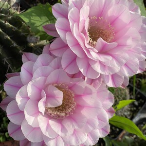 《一路莲花》彩草仙人球淡雅粉色系柔美漂亮大花勤花多肉植物好养