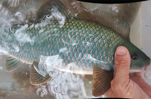 桂华鲮鱼苗新品沉香鱼青衣鱼稀有淡水原生冷水底层观赏清洁活体