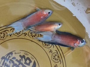 中国斗鱼澳火斗鱼澳蓝斗鱼澳洲红火焰冷水活体野生淡水耐活观赏鱼