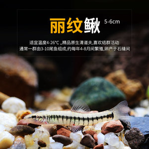 云南丽纹鳅 除残渣 花纹 漂亮 易养活 小型清道夫 中底层鱼 群游