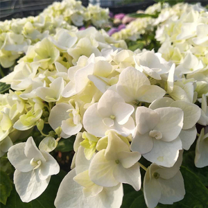 无尽夏新娘 大花绣球花苗花卉盆栽园艺植物阳台庭院春季美观木本