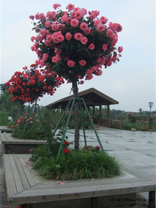【乐景花卉】棒棒糖树月精品盆栽四季微月欧月玫瑰阳台绿植