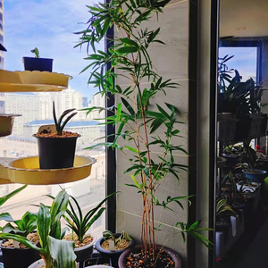 紫寒竹紫红竹貂蝉办公室庭院乌竹室内外阳台盆景高雅常年绿植竹子