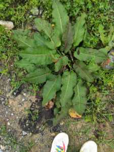 实拍珍稀野生中药材植物 牛耳大黄 火参苗 室外庭院盆栽花卉绿植