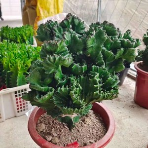 花卉盆栽玉麒麟