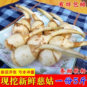 白茨菇粉
