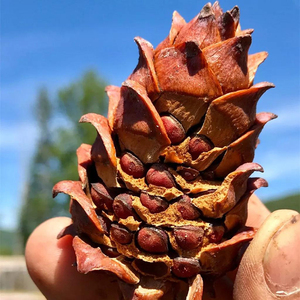 大兴安岭野生马尾松塔小松塔雪地魔王金花松鼠粮食零食松果 包邮