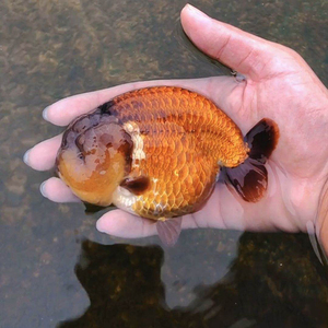 福州兰寿金鱼 活体动物淡水冷水 水族观赏鱼宠物 视频选鱼包邮