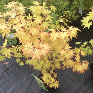 夏金一物一拍日本枫树acer palmatum summer gold