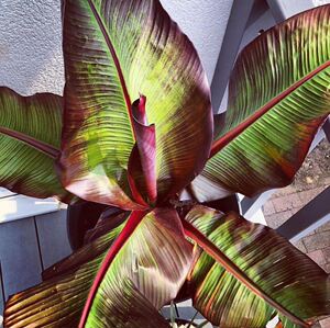 象腿蕉园艺世界萌叔同款红叶象足香蕉进口网红ins绿植香蕉盆栽