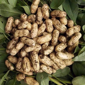 大荔特产新鲜花生5斤,粒大饱满现挖带沙家里自种保质保量可水煮