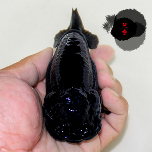 精品黑寿兰寿金鱼活体观赏鱼招财鱼黑色金鱼冷水淡水小型鱼苗直播