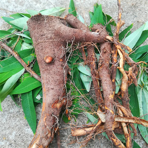 新鲜山胡椒根 山苍子根 牛筋条根红叶柴根黄金榨根现挖500克